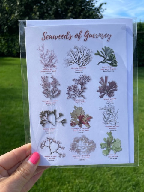 'Seaweeds of Guernsey' Greetings Card